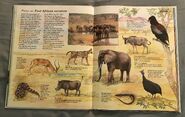 Macmillan Animal Encyclopedia for Children (15)