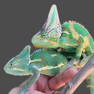 Male and Female Veiled Chameleons