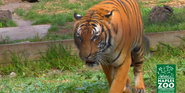 Naples Zoo Tiger