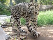 Persian Leopard as Sedusa