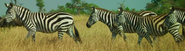 Various Zebras as Mini Sloths