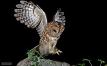 Tawny owl 1.jpg