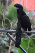 Umbrellabird, Long-Wattled