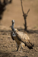 White-rumped vulture (Gypus bengalensis)