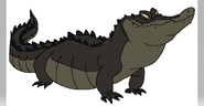 American Alligator