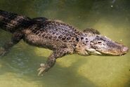 American Alligator as Crocodile