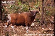 Banteng.jpg