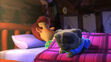 Bingo was sleeping and Bob was snoring in bed
