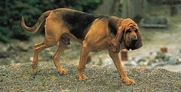 Bloodhound as colonel hathi