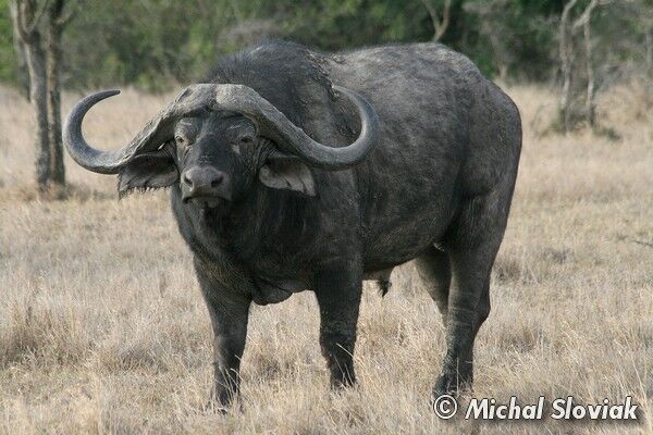 African Buffalo The Parody Wiki | Fandom