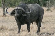 Cape Buffalo.jpg