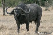 and Cape Buffalo as Stegosaurus