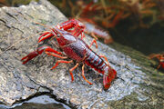 Crayfish.jpg