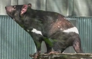 Fort Wayne Children's Zoo Tasmanian Devil