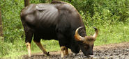 Gaur as Ankylosaurus