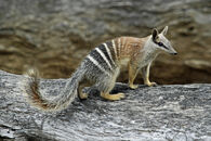 Numbat.jpg
