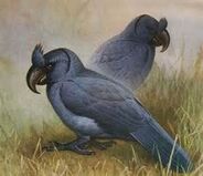 Raven Parrot as Avimimus