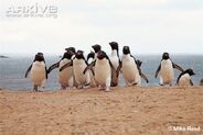 Southern Rockhopper Penguin as Chenanisaurus