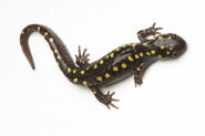 Spotted-salamander