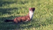 Stoat as Crowned Sifaka