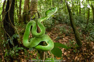 Sumatran Pit Viper