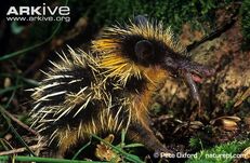 Tenrec, Lowland Streaked.jpg