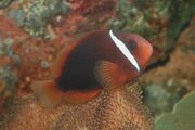 Tomato clownfish Amphiprion frenatus.jpg