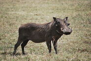 Common Warthog as Douglas