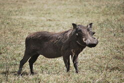 Warthog8.jpg