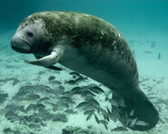 West Indian Manatee