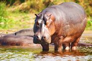 Wild Hippopotamus In Nile River 600
