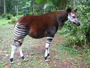 Okapi as Nipponosaurus