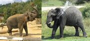 All Elephants Use their Trunks to Spray Water Onto their Backs