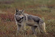 Grey Wolf as Raksha