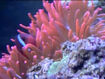 BEBN Delicate Sea Anemone