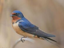 Barn swallow 1.jpg