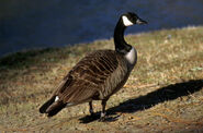 Canadian Goose