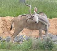 Columbus Zoo Kudu