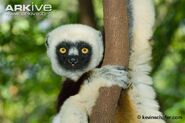 Coquerel’s Sifaka as Jack-in-the-Box