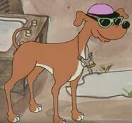 Dingo pictures dalmatians brown dog with sunglasses