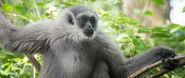 Gibbon, Javan