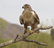 Harris's Hawk in Arizona