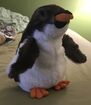 Gentoo Penguin