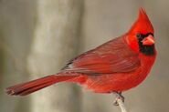 Northern cardinal (Cardinalis cardinalis)