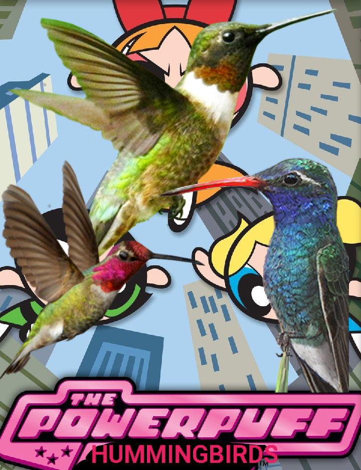 The Powerpuff Hummingbirds | The Parody Wiki | Fandom