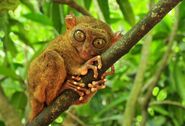 Philippine-tarsier