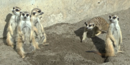 Meerkats as Monkey Girls