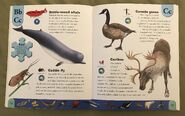 Polar Animals Dictionary (4)