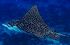 Spotted Eagle Ray