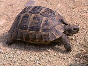 Tortoise, Common.jpeg